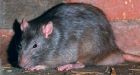 Expert says Toronto's rat problem is getting worse