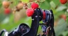 Raspberry-picking MACHINES will replace dwindling numbers of migrant farm workers