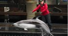 Ottawa passes legislation that bans whale and dolphin captivity in Canada
