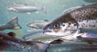 Conservationists raise alarm over wild fish found on B.C. salmon farms