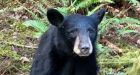 Bear euthanized in Oregon after people ignored rules to take selfies with it