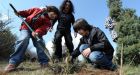 Best way to fight climate change' Plant a trillion trees