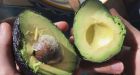 Guacamole blues: Mexicans dismayed by avocado price climb