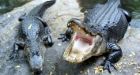 Tennessee town dispels 'meth-gator' myth