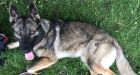 Owners grieve German shepherd stabbed to death at Ottawa Park