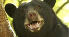 Child in hospital after being bit by bear at Greater Vancouver Zoo