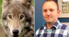 Survivors of rare wolf attack in Banff recount how animal tried to drag man from tent in middle of night
