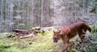 Secret life of cougars captured by Sooke man's wildlife cameras