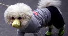 First dog to test positive for coronavirus has died in Hong Kong