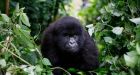 Coronavirus risk to rare mountain gorillas prompts tourist bans