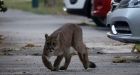 Wildlife take to the streets as people stay indoors Social Sharing
