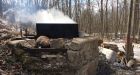 The most Canadian self-isolation: Making maple syrup