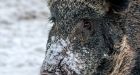 Descendants of imported boars leave trail of destruction in Canada