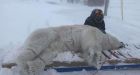 Ten-foot tall polar bear pays a visit to Nunavik family's home