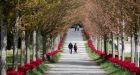 500,000 red tulips bloom in B.C. marking 75 years since Canadian-led liberation of Netherlands