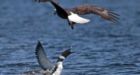 Canada v US: Loon stabs eagle through heart