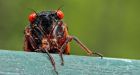 Millions of cicadas are expected to emerge after 17 years underground