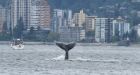 They can be oblivious: Caution urged on the water after humpback sighted in Vancouver