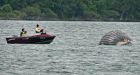 Wayward humpback whale, beloved to Montrealers, found dead floating down St. Lawrence