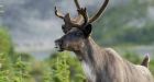 Wolf culls will not save endangered caribou in Western Canada, new study finds