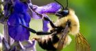 Lack of bees, pollination limiting crop yields across U.S., B.C., study finds