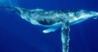 Ningaloo Reef: Woman injured by humpback whale at Australian tourist spot