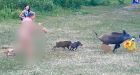 German nudist chases down laptop-stealing wild boar