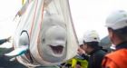 Two beluga whales taken to sea sanctuary in Iceland