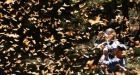 Worries grow following 'dramatic' drop in monarch butterfly population