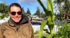 Giant artichoke beats the odds, thrives in Yellowknife garden