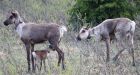 Jasper National Park says one caribou herd gone, two others on the brink of local extinction