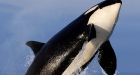 Pods of orcas are ramming boats off Spain and Portugal and scientists don't know why