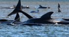 Hundreds of whales are stranded on a sandbank in Australia