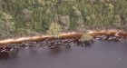 Hundreds of pilot whales die in record mass stranding in Australia