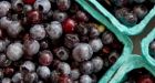 Canadian blueberries pose no peril to American producers, U.S. trade commission says