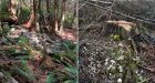 Shíshálh Nation demands action after burial site reportedly desecrated by logging