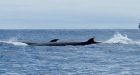 Dozens of rare sei whales spotted by researchers in 'unprecedented' sighting off B.C.'s coast