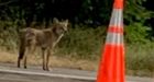 2-year-old girl attacked by coyote in Stanley Park