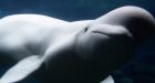 How to watch thousands of beluga whales migrate through Canadian waters | CTV News