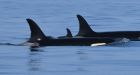 Orcas of J-Pod haven't been spotted in the Salish Sea for more than 100 days