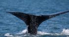 Ships speeding in U.S. waters despite limits to protect right whales, report concludes