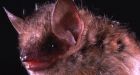 A bat travelled a record-breaking 2,000 km, only to die after cat attack in Russia: researchers