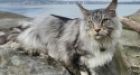 'Bodhi the Adventure Cat' explores Vancouver Island
