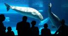 Marineland bans lawyer, filmmaker and scientist among others from entering park