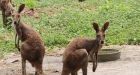Why are kangaroos being spotted in India'