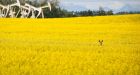 This year's canola crop is the most expensive ever planted, say Alberta farmers