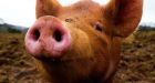 Pig organs partially revived hour after death