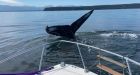 Close encounter with humpback whale terrifies — and delights — B.C. family