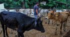India cattle deaths hit 100K due to virus