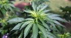 Cannabis pain relief attributed to placebo effect: study